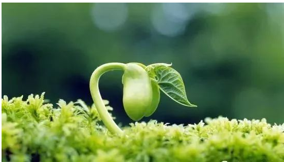 心脏不好的人最好早睡,睡觉前最好喝杯胡萝卜汁、番茄汁