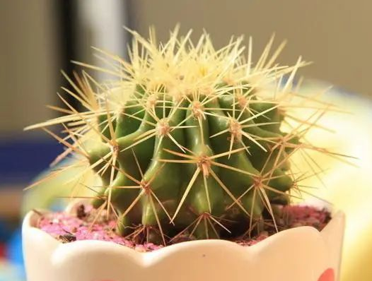 冬病可以适当多喝一些养生茶