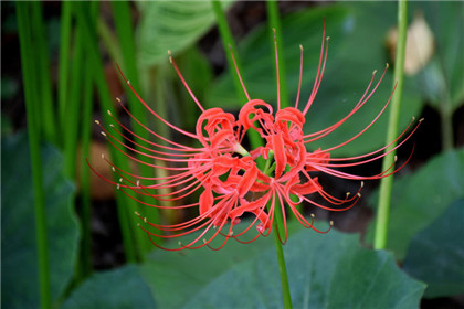 国学经典清朝诗词【官柳】原文及解析