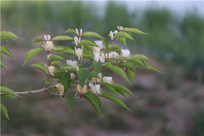 国学经典清朝诗词【己亥杂诗】原文及解析 国学经典清朝诗词【己亥杂诗】原文及解析