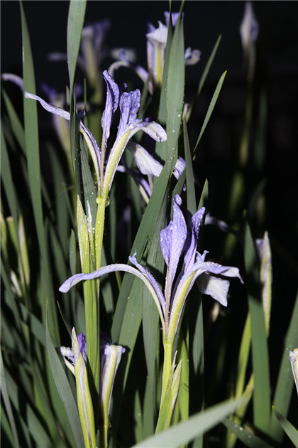 国学经典清朝诗词【西郊落花歌】原文及解析