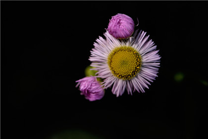 国学经典清朝诗词【远志】原文及解析