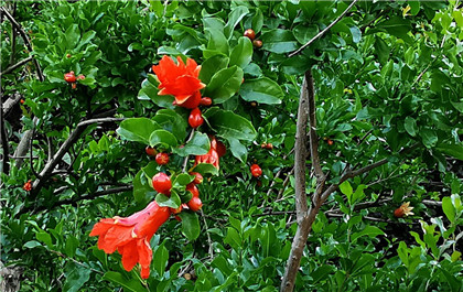 国学经典清朝诗词【海上】原文及解析