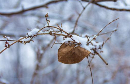 冬季养生注意事项有哪些