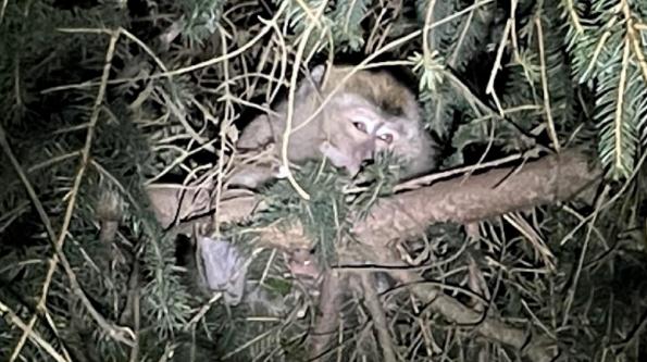 美国女子接触逃跑的实验猴子后生病 症状类似新冠