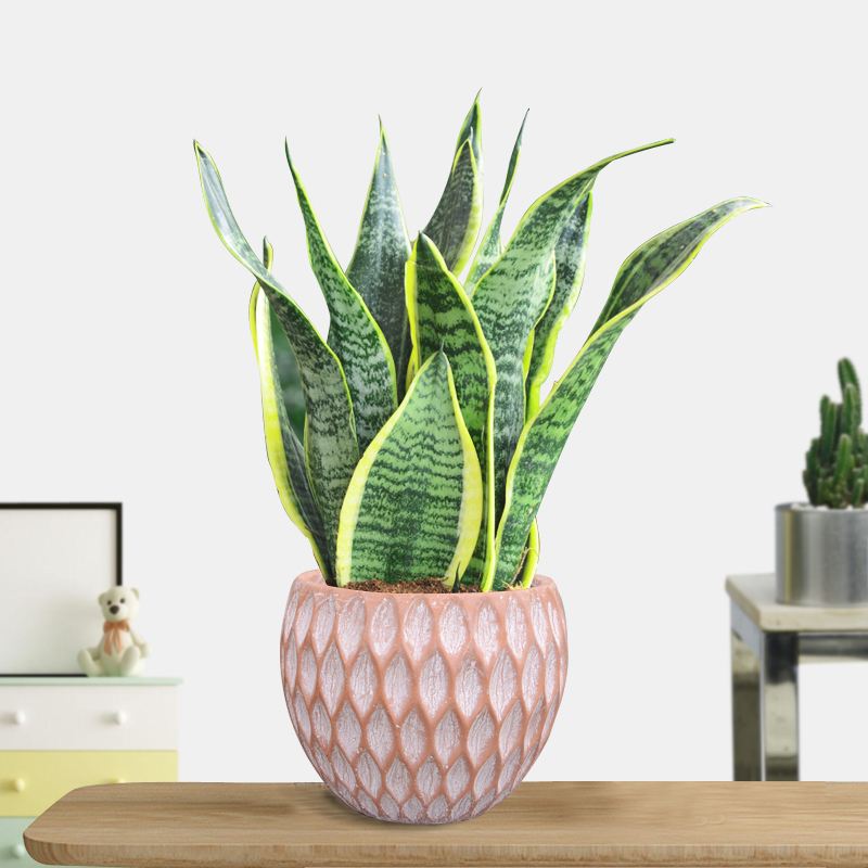 旺人气旺财的室内盆栽  招财进宝荣华富贵