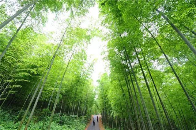 国学经典元曲【菩萨蛮·劝君今夜须】原文及解析