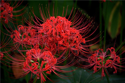 国学经典元曲【醉高歌带摊破喜春来】原文及解析