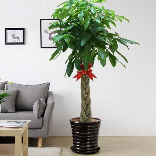 发财树放在客厅位置图 东北方就是好位置