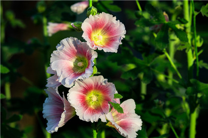 国学经典宋诗【戏答元珍】原文及解析