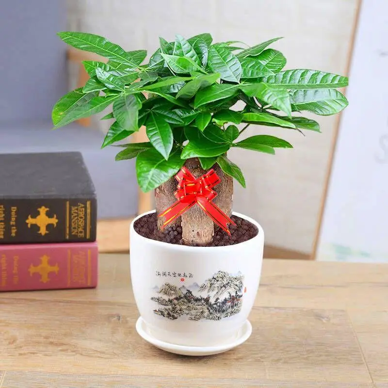 八方来财发财树的养殖方法和注意事项 施肥控温和环境