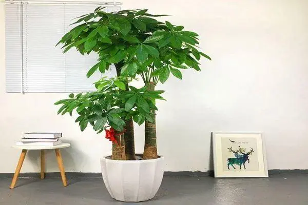 家里用干花装饰好不好 干花一般插哪种花瓶