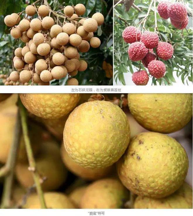 中国科学家培养出一种新水果 系龙眼+荔枝的后代