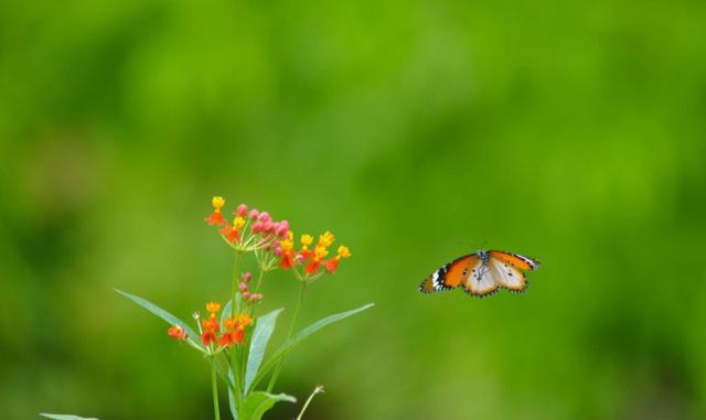 成语故事-千锤百炼