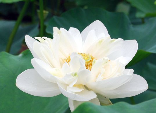 成语故事释义-悬首吴阙