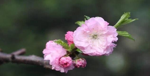 民间歇后语大全集锦 鸡碰蜈蚣 — 死对头