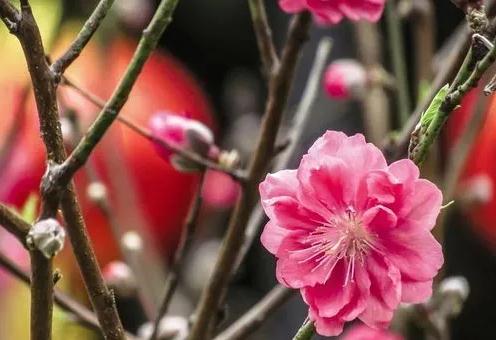 民间歇后语大全集锦 花心萝卜充人参 — 冒牌货