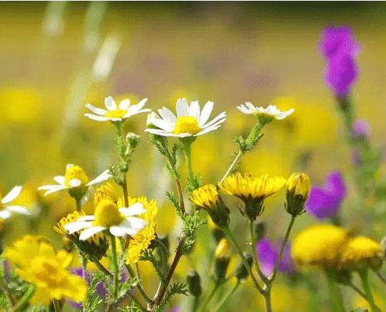 民间歇后语大全集锦 猴子爬竹竿 — 节节上升