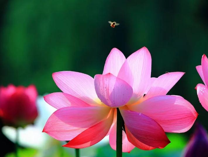 成语故事释义-一风声鹤唳