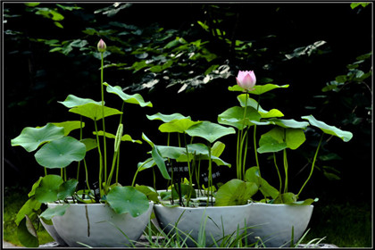 成语故事释义-一鼠之抉择