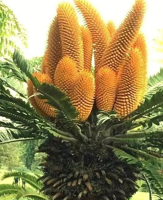 精编歇后语,开心送给你(二十四)与“新奇怪”相关联的歇后语 精编歇后语,开心送给你(二十四)与“新奇怪”相关联的歇后语