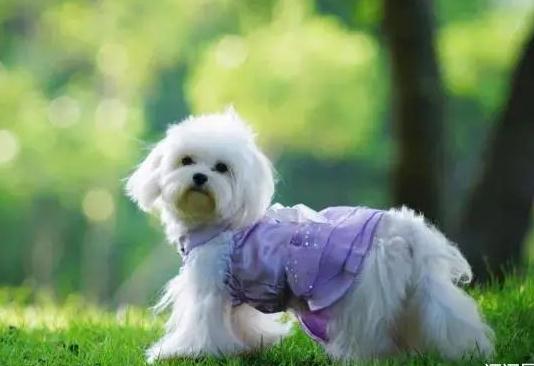 小气大气洋气神气——各式各样的“气”字歇后语来了（三十一）