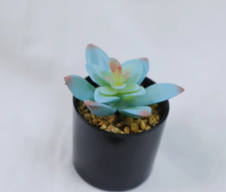 家里适合放什么仿真植物