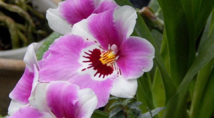 成语故事释义流芳百世