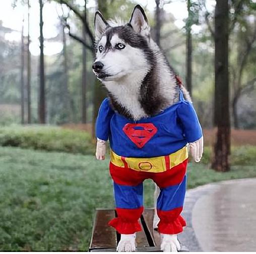 盘点那些沙雕搞笑歇后语