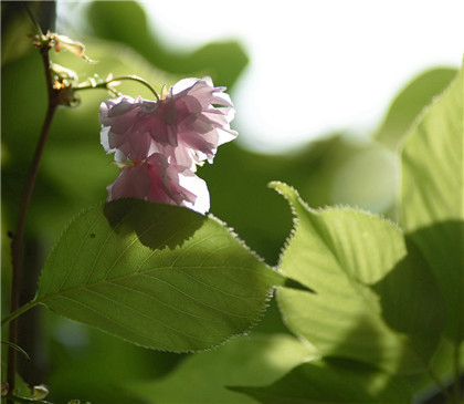 《司马称好》成语的典故及释义