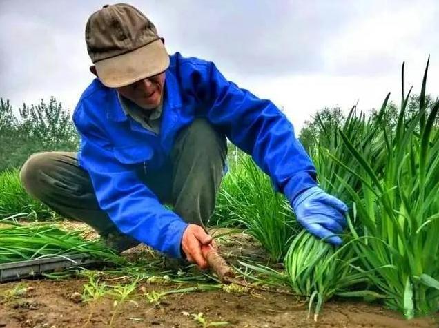 流传千古的民间歇后语(五十六) 流传千古的民间歇后语(五十六)