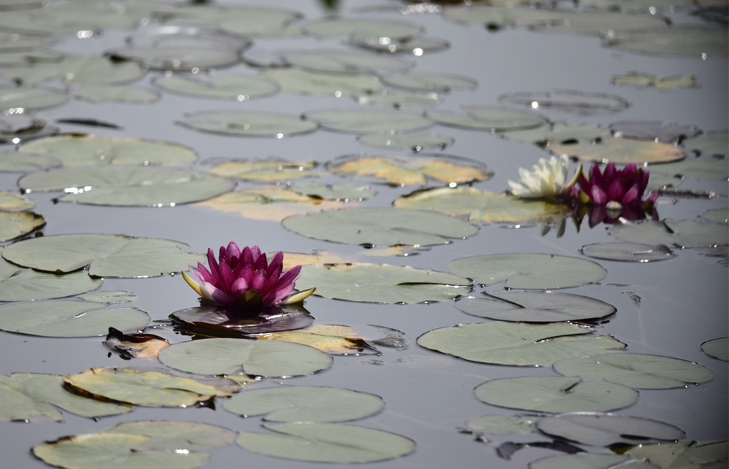 流传千古的民间歇后语（三十九）