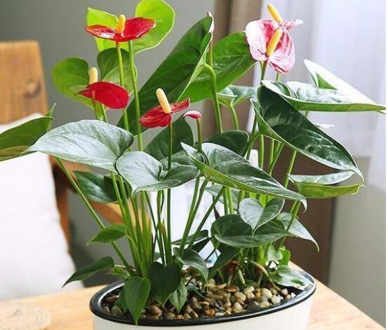 女生咨询，男友现在对我很冷淡，我想分手但又下不了决心