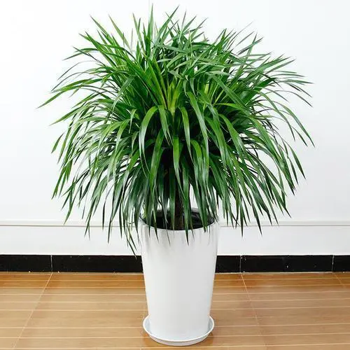 龙须树放哪里最旺财