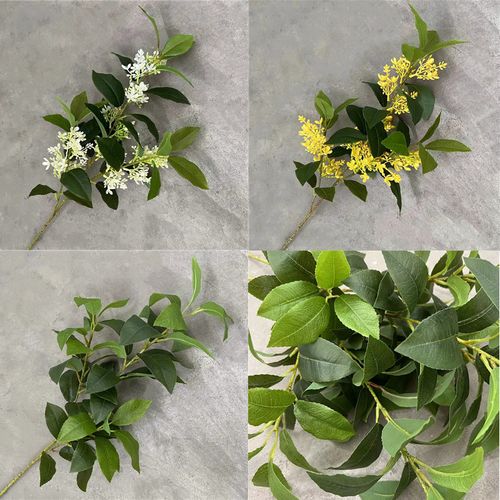 客厅放什么植物最好