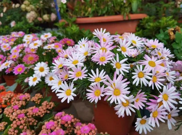 职场上，为什么领导总是拿老实人开刀，不动聪明人？