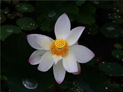 职场谋略，如何使用围魏救赵，来击垮你的敌人？