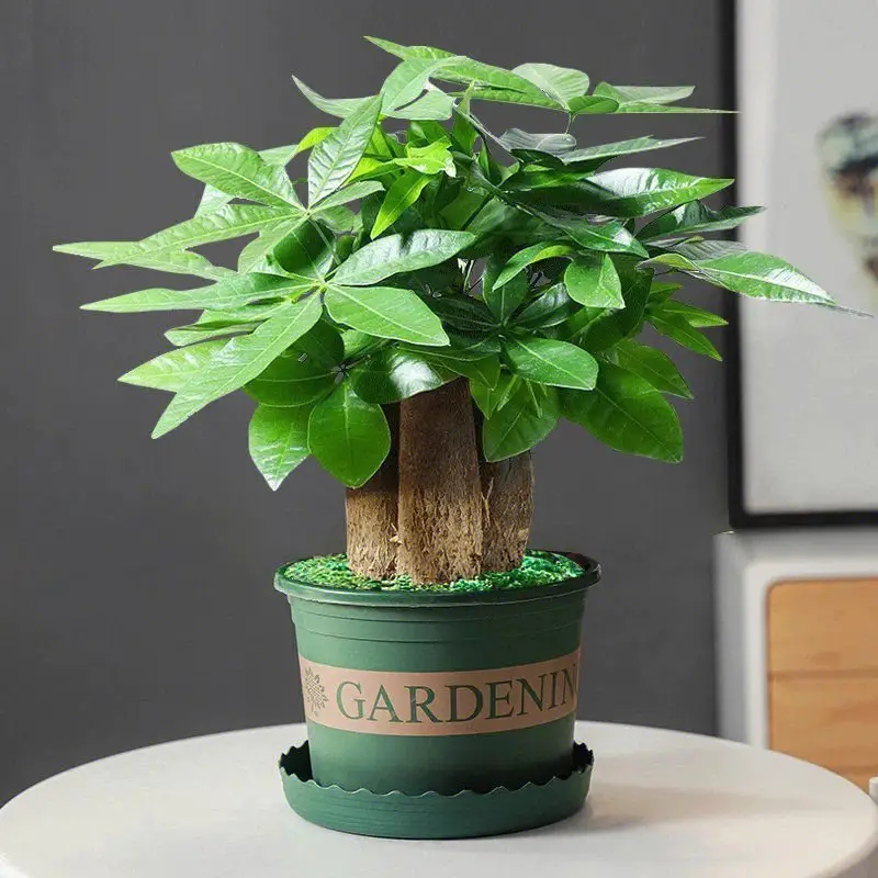 女性办公桌上放什么植物好 发财树财运亨通