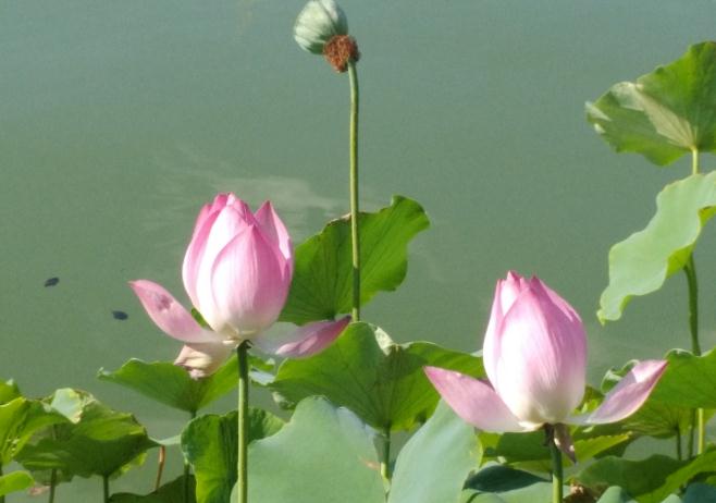 如何有效缓解头痛?