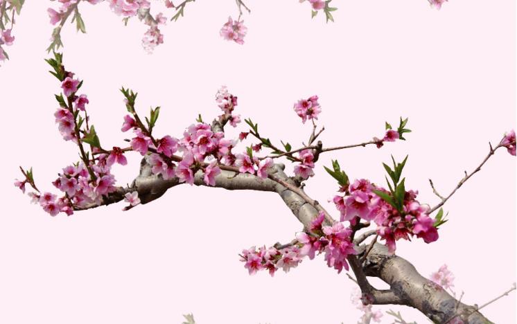 翪ĺ÷Ъﾫѡ