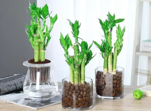 家里摆放什么增加偏财运 增加偏财运法