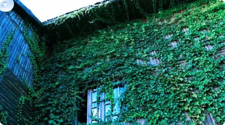 藤蔓也有阴阳之分,墙生杂草，运气不好