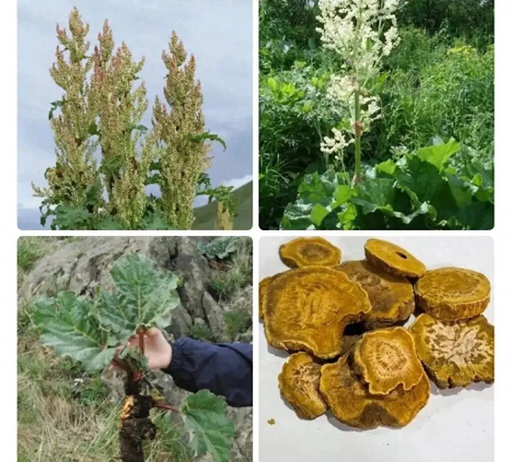 一味大黄建奇功