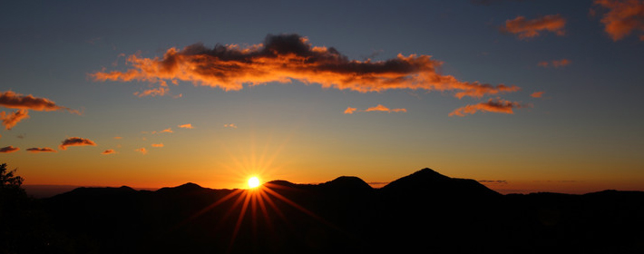 财位放什么植物好？