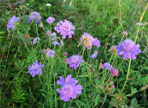 招财物件有哪些?