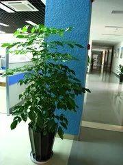 元宝树的家居摆放位置