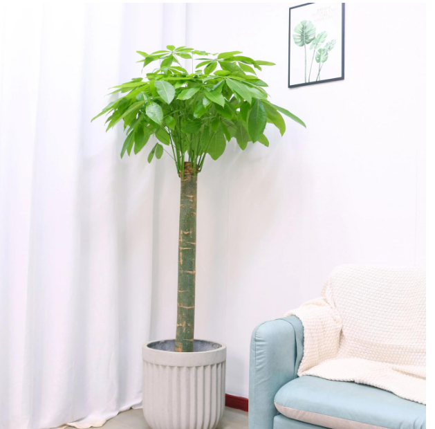 俗话说：“6树进宅，升官发财”，这6种旺家树，你家有没有？