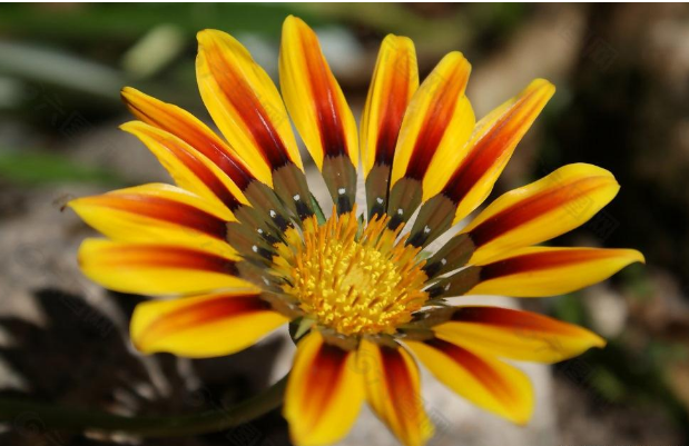 住宅中吉祥与禁忌的植物