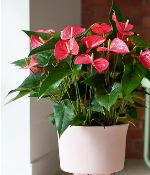 适合室内养的6种植物，不仅好养漂亮，而且寓意好