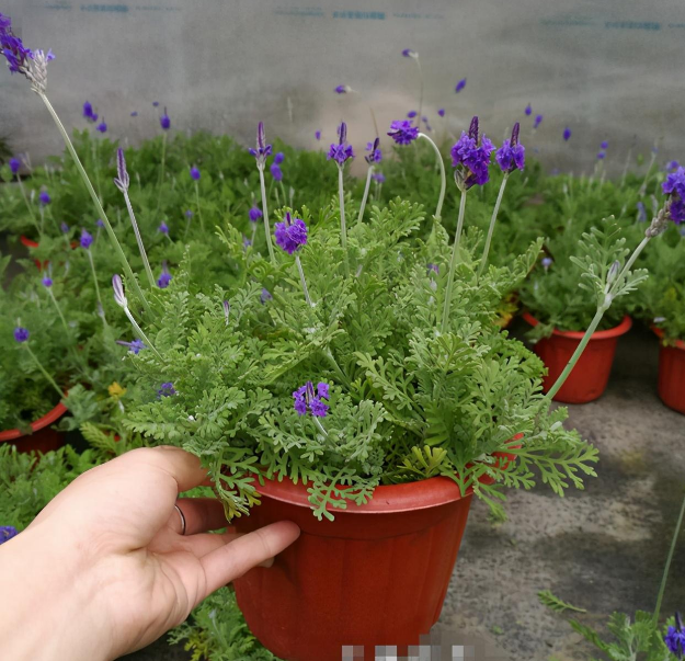 卧室养花，选5种“健康花”，促睡眠，净化空气